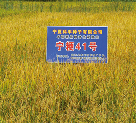 ����41̖-ˮ���N��-���S�N�I(y��)