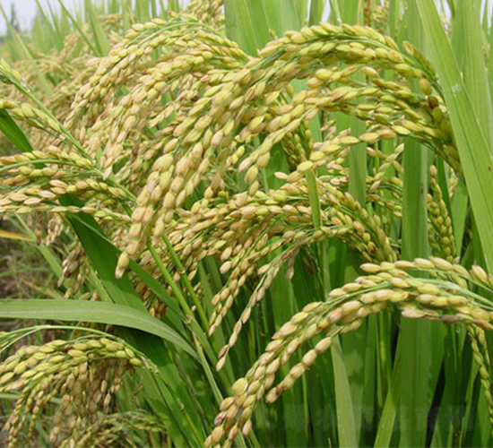 ����45̖-ˮ���N��-���S�N�I(y��)