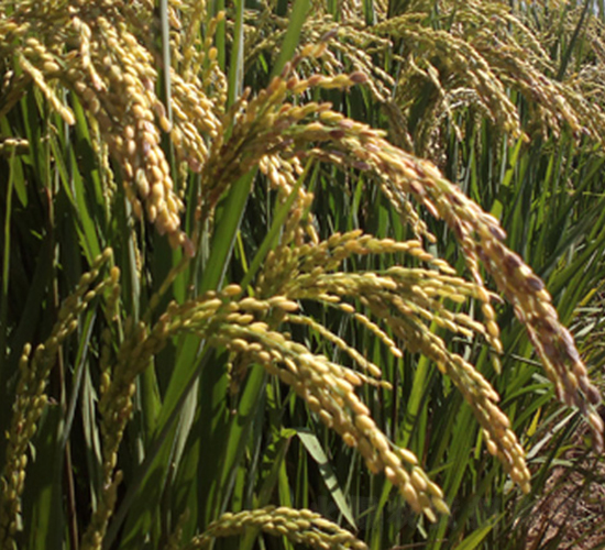 ����44̖(h��o)-ˮ���N��-���S�N�I(y��)