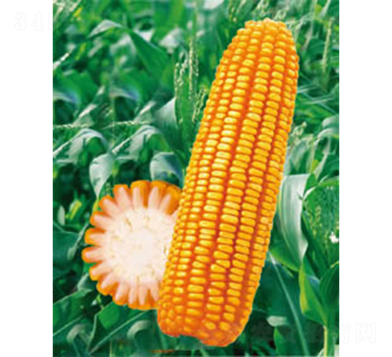 ����958-���׷N��-�y�d�N�I(y��)