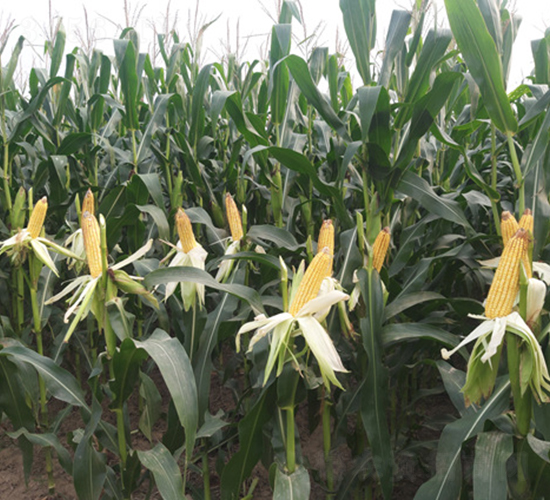 �y�d811-���׷N��-�y�d�N�I(y��)