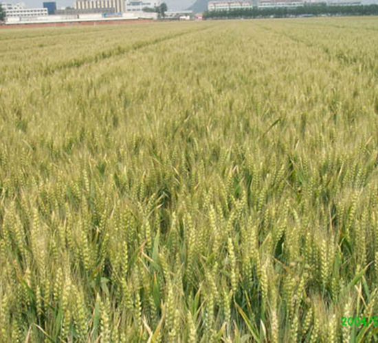 ����20-С���N��-�y�d�N�I(y��)