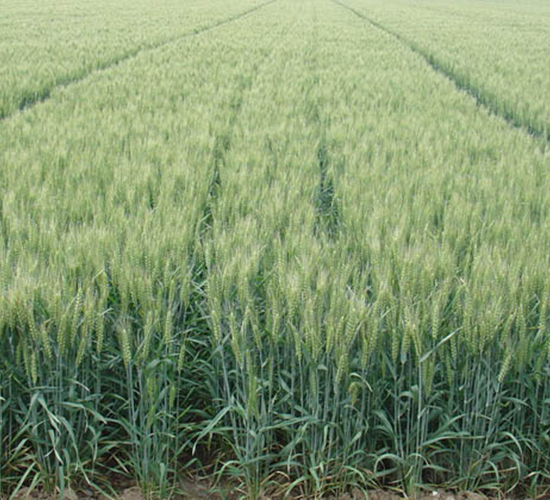 ��(j��)��21-С���N��-�y�d�N�I(y��)