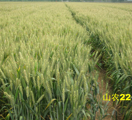 ɽ�r(n��ng)22̖(h��o)-С���N��-�y�d�N�I(y��)