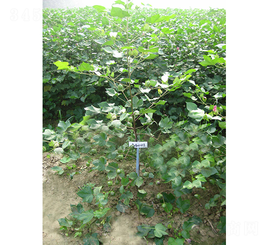 ������28-�޻��N��-�y�d�N�I(y��)