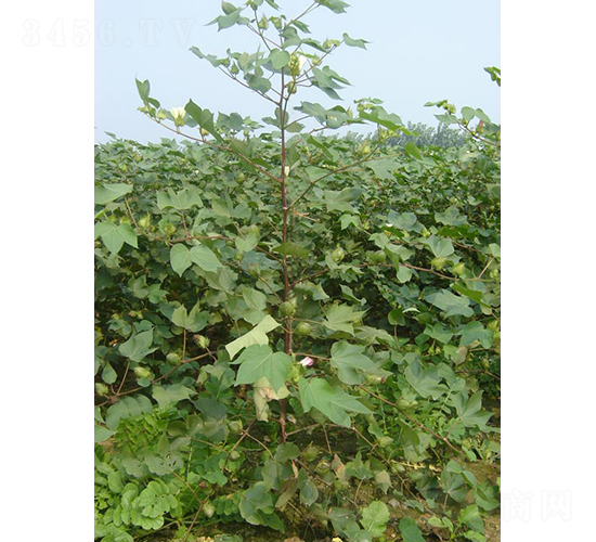 �ƿ���2̖(h��o)-�޻��N��-�y�d�N�I(y��)