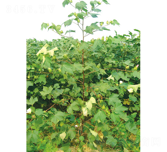 ���s2̖-�޻��N��-�y�d�N�I(y��)