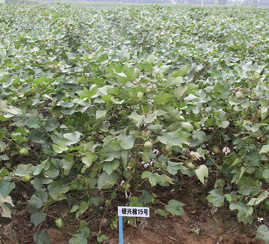 �y�d��15̖-�޻��N��-�y�d�N�I(y��)