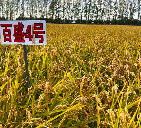 ��ʢ4̖(h��o)-ˮ���N��-���ϷN�I(y��)