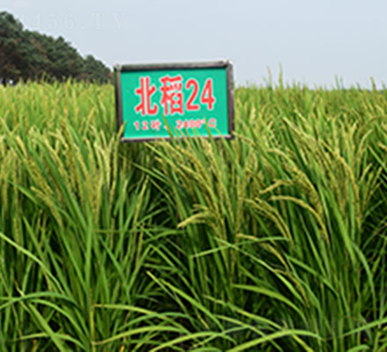 ����24̖-ˮ���N��-���ϷN�I(y��)