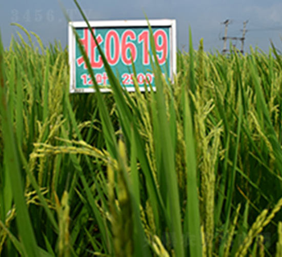 ��0619-ˮ���N��-���ϷN�I(y��)