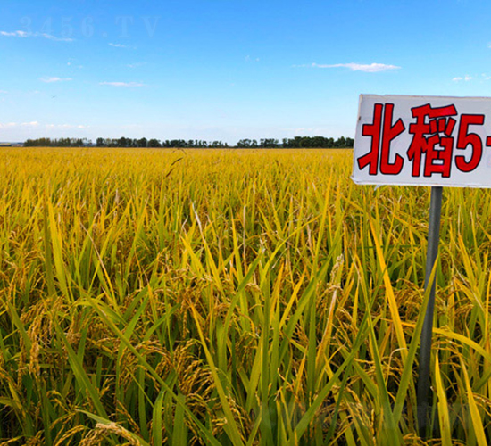 ����5̖(h��o)-ˮ���N��-���ϷN�I(y��)