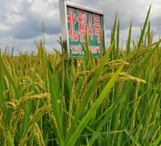 ����4̖-ˮ���N��-���ϷN�I(y��)