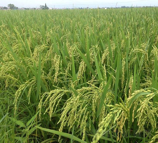 �68-ˮ���N��-���߷N�I(y��)