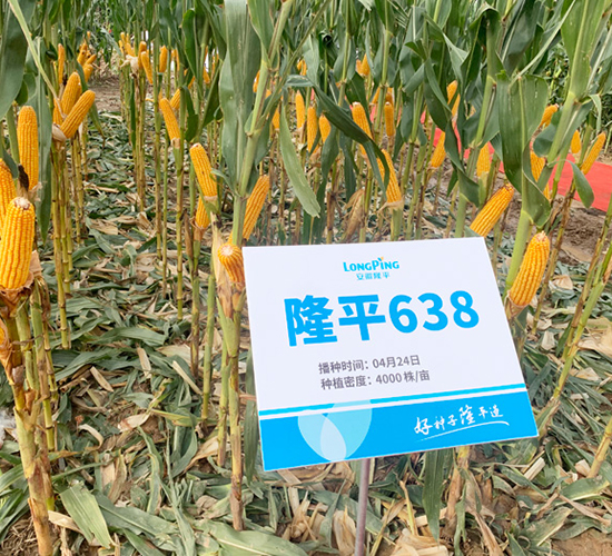 ¡ƽ638-���׷N��-���߷N�I(y��)