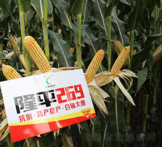 ¡ƽ269-���׷N��-���߷N�I(y��)