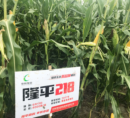 ¡ƽ218-���׷N��-���߷N�I(y��)