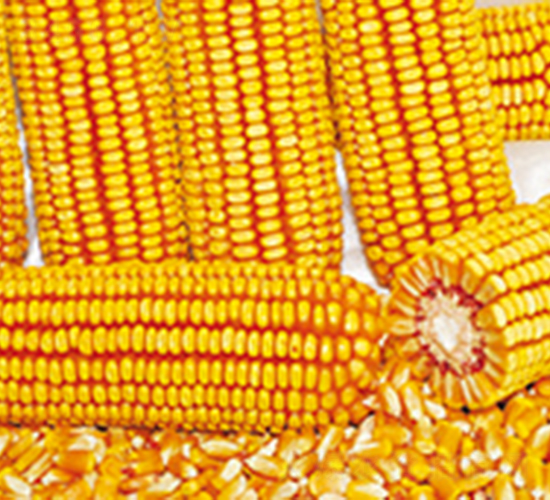 ���|59-���׷N��-�����N�I(y��)