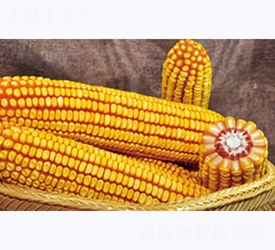 �L(zh��ng)�S59-���׷N��-�����N�I(y��)