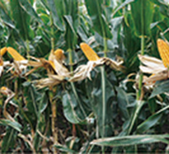 �|��188-���׷N��-�����N�I(y��)