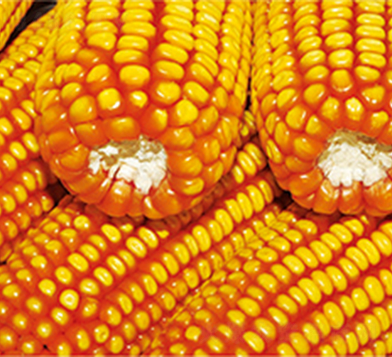 ���r(n��ng)��709-���׷N��-�����N�I(y��)