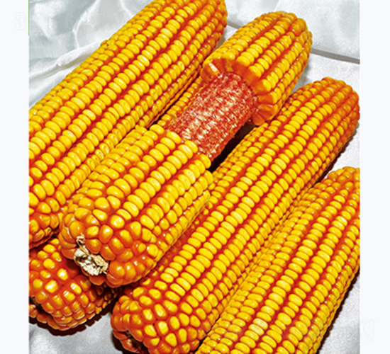 �\��911-���׷N��-�����N�I(y��)