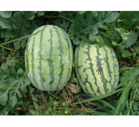 �ؼt5̖(h��o)-���ϷN��-�ؼt�N�I(y��)