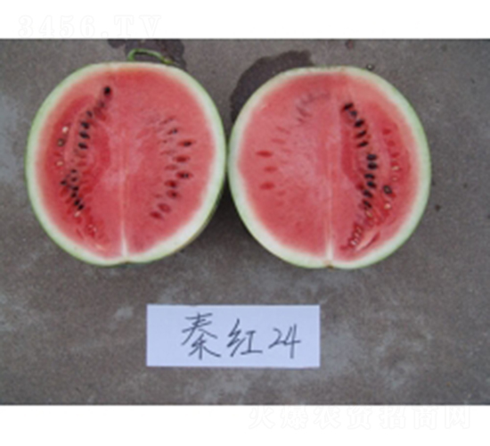 �ؼt24-���ϷN��-�ؼt�N�I(y��)