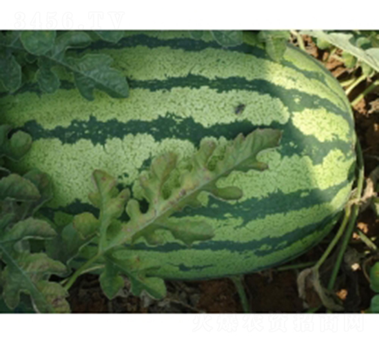 �ؼt9̖(h��o)-���ϷN��-�ؼt�N�I(y��)