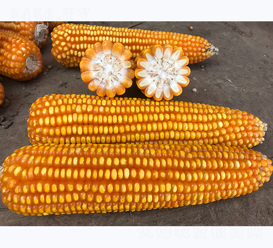 ����10̖(h��o)-���׷N��-���ɷN�I(y��)