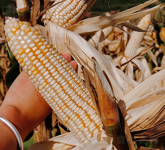 ������2̖(h��o)-���׷N��-���ɷN�I(y��)