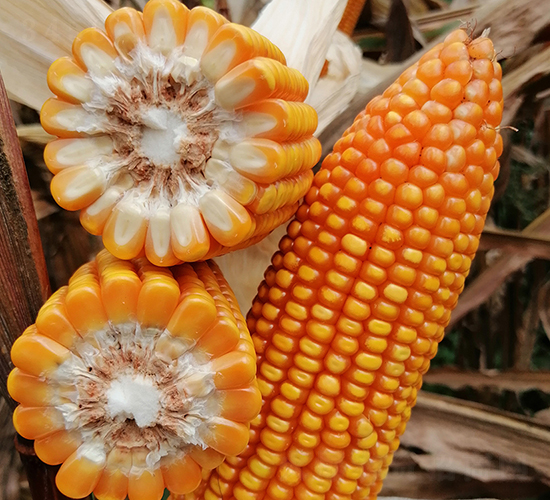 ���S2̖(h��o)-���׷N��-���ɷN�I(y��)