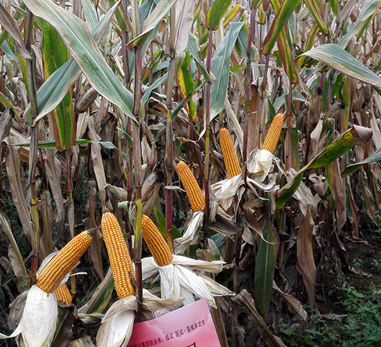 ���S4̖(h��o)-���׷N��-���ɷN�I(y��)