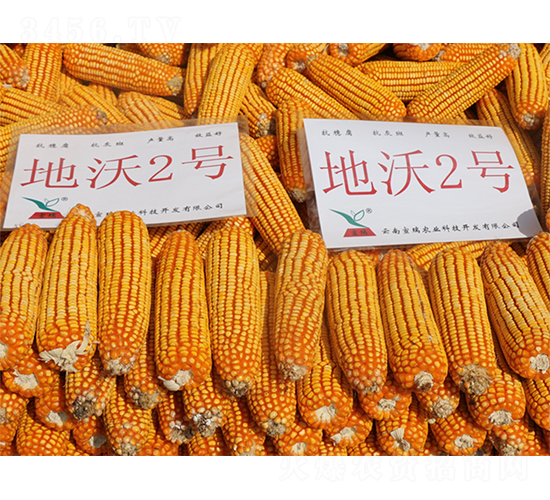 ����2̖-���׷N��-���ɷN�I(y��)