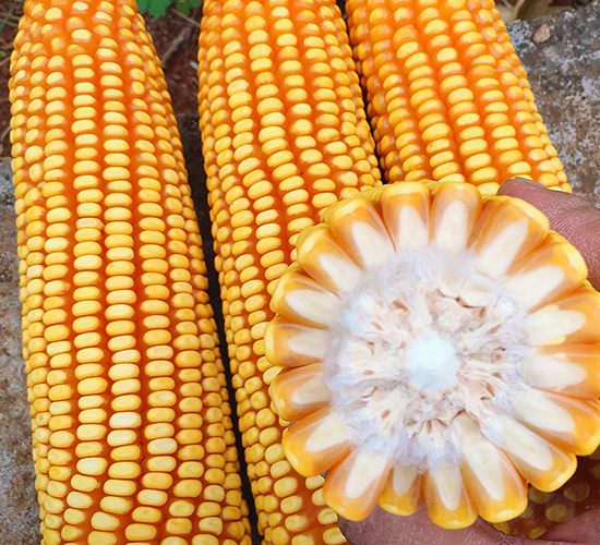 ����7̖(h��o)-���׷N��-���ɷN�I(y��)