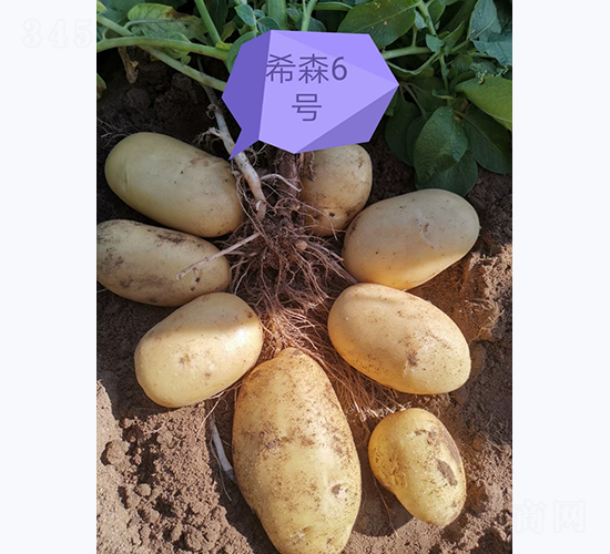 ϣɭ��̖(h��o)-�R����N��-����N�I(y��)