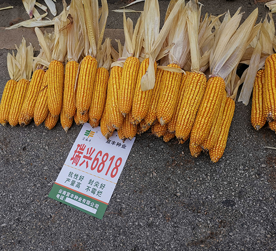 ���d6818-���׷N��-���S�N�I(y��)