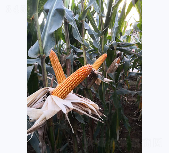 ����9̖-���׷N��-���S�N�I(y��)