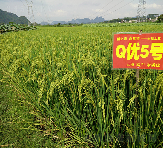 Q��(y��u)5̖(h��o)-ȫ�ܵ�-��һ�N�I(y��)