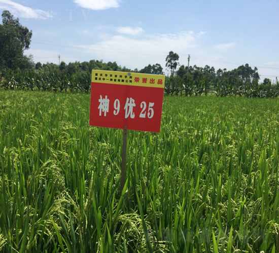 ��9��(y��u)25-���샞(y��u)�|(zh��)��-��һ�N�I(y��)