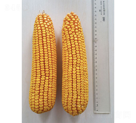 �Ǻ�605-���׷N��-�Ǻ��N�I(y��)