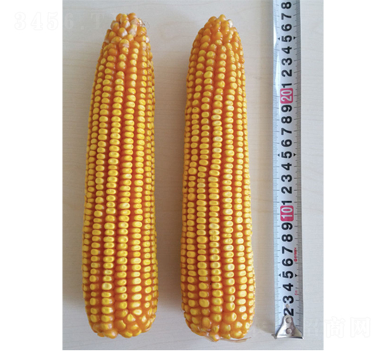 �Ǻ�185-���׷N��-�Ǻ��N�I(y��)