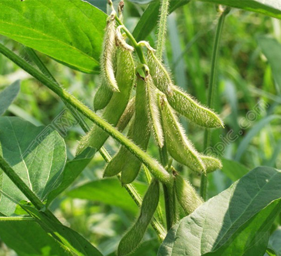 �ඹ��̖-�󶹷N��-��طN�I(y��)