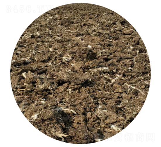 ���u�S-ʥ������