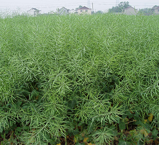 ���P��1̖-�Ͳ˷N��-���P�N�I(y��)