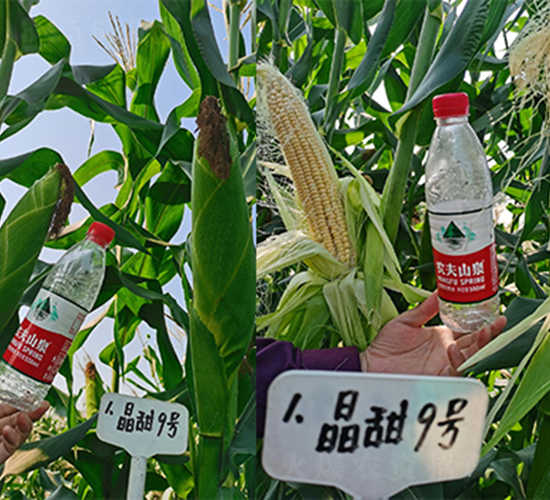 ����9̖-���׷N��-���P�N�I(y��)