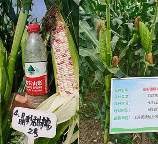 ������Ŵ2̖-���׷N��-���P�N�I(y��)