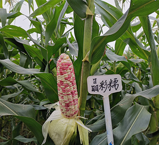 ����Ŵ-���׷N��-���P�N�I(y��)