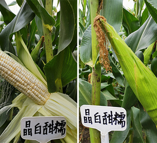 ������Ŵ-���׷N��-���P(y��ng)�N�I(y��)