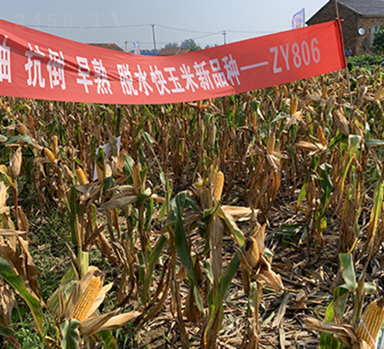 ZY806-���׷N��-���P�N�I(y��)